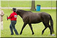 4H-1st-Show-11_0827.jpg