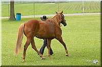 4H-1st-Show-11_0830.jpg