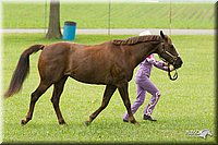 4H-1st-Show-11_0842.jpg