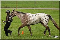 4H-1st-Show-11_0924.jpg