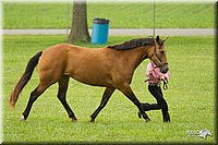 4H-1st-Show-11_0945.jpg