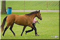 4H-1st-Show-11_0951.jpg