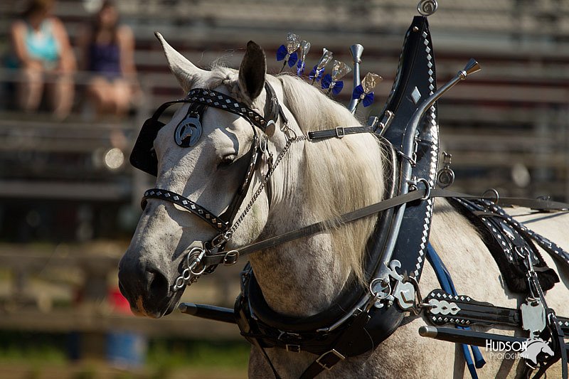4H-2nd-Show-11_1127.jpg