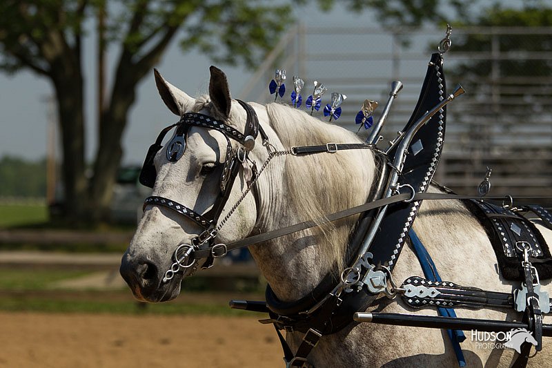 4H-2nd-Show-11_1128.jpg