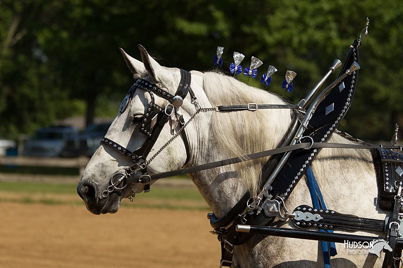 4H-2nd-Show-11_1129.jpg