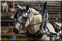 4H-2nd-Show-11_1127.jpg