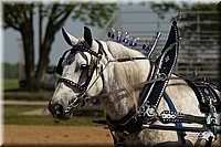 4H-2nd-Show-11_1128.jpg