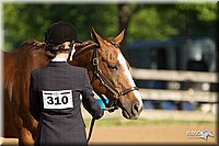 4H-2nd-Show-11_0795.jpg