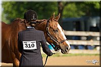 4H-2nd-Show-11_0796.jpg