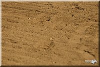 4H-2nd-Show-11_1018.jpg