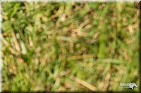 4H-2nd-Show-11_1680.jpg