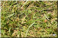 4H-2nd-Show-11_1709.jpg