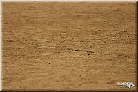 4H-2nd-Show-11_1376.jpg