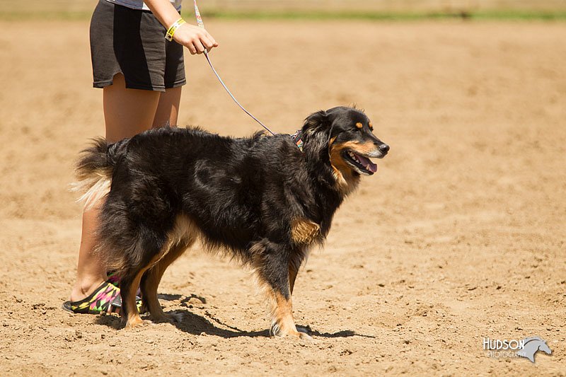 4H-3rd-Show-11_1368.jpg