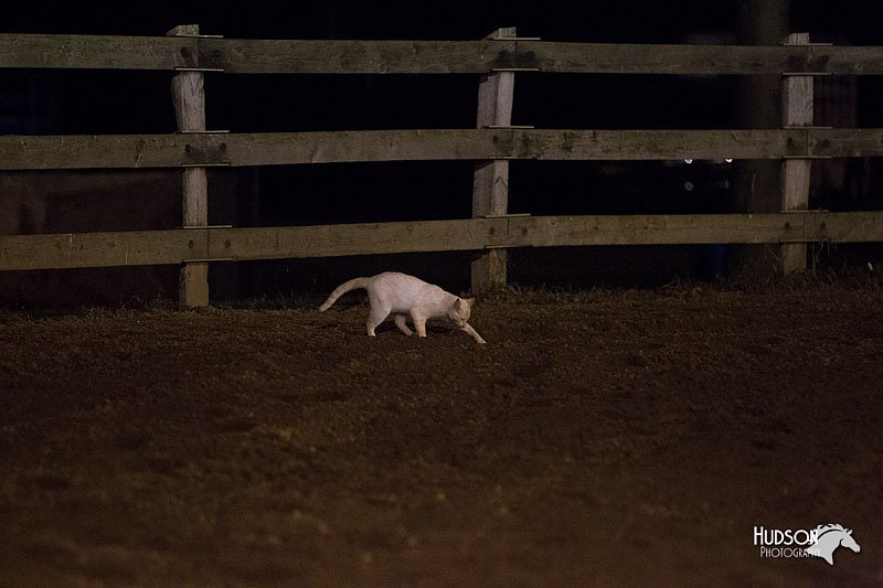 4H-3rd-Show-11_0731.jpg