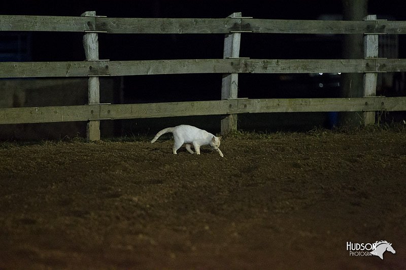 4H-3rd-Show-11_0732.jpg