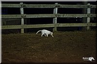 4H-3rd-Show-11_0732.jpg