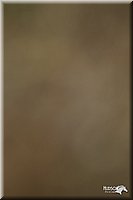 4H-3rd-Show-11_1084.jpg