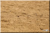 4H-3rd-Show-11_1111.jpg