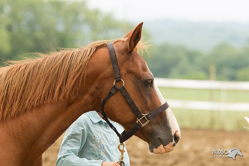 4H-3rd-Show-11_0027.jpg
