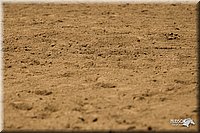 4H-3rd-Show-11_1474.jpg