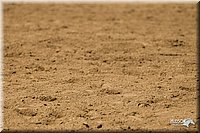 4H-3rd-Show-11_1476.jpg