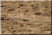 4H-3rd-Show-11_1610.jpg