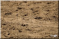 4H-3rd-Show-11_1611.jpg