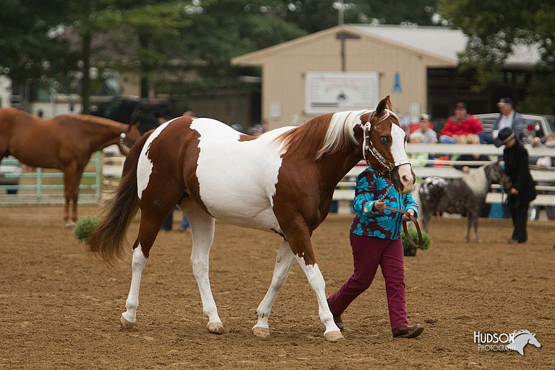 4H-Districts-11_0636.jpg