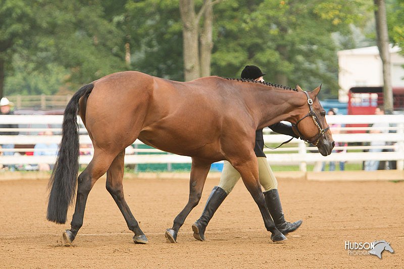 4H-Districts-11_1278.jpg