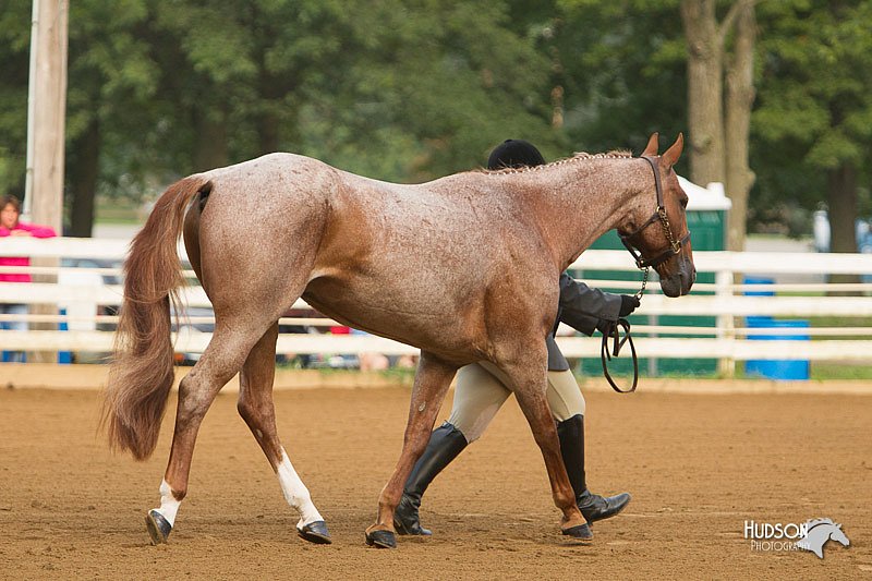 4H-Districts-11_1289.jpg