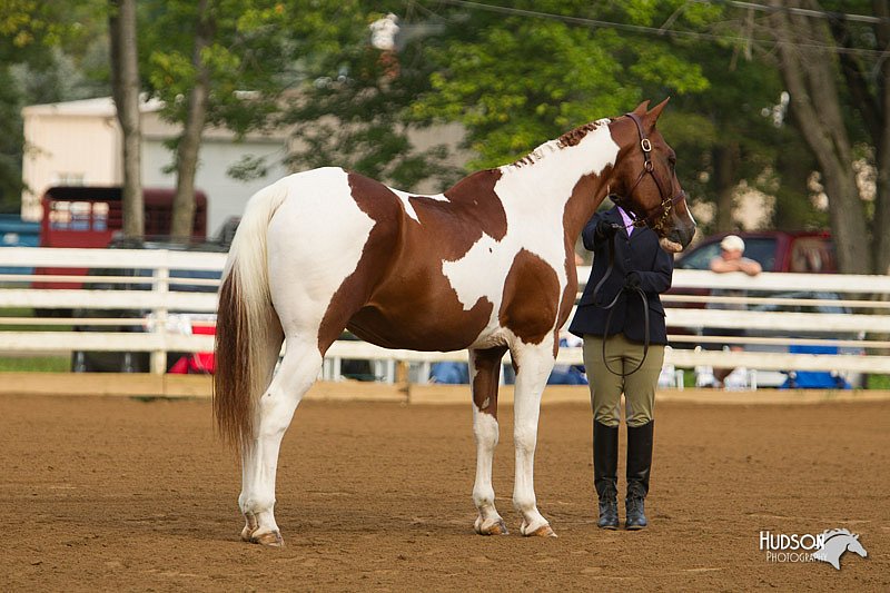4H-Districts-11_1303.jpg