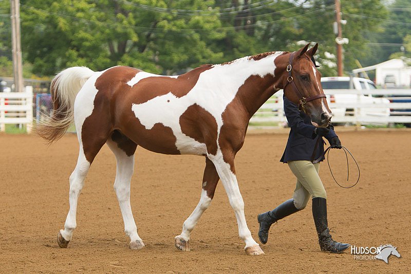 4H-Districts-11_1307.jpg