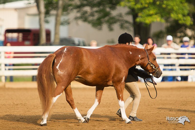 4H-Districts-11_1350.jpg