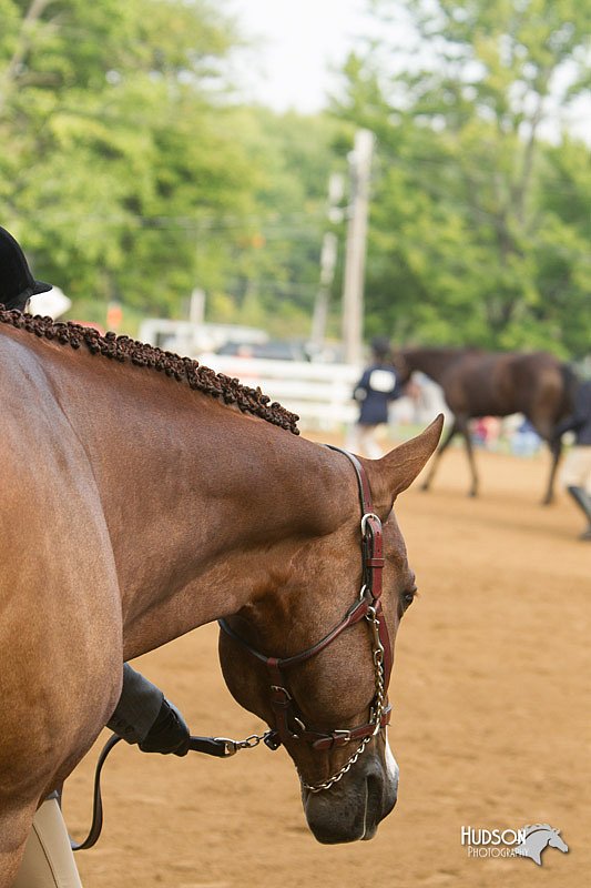 4H-Districts-11_1371.jpg
