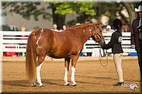 4H-Districts-11_1352.jpg