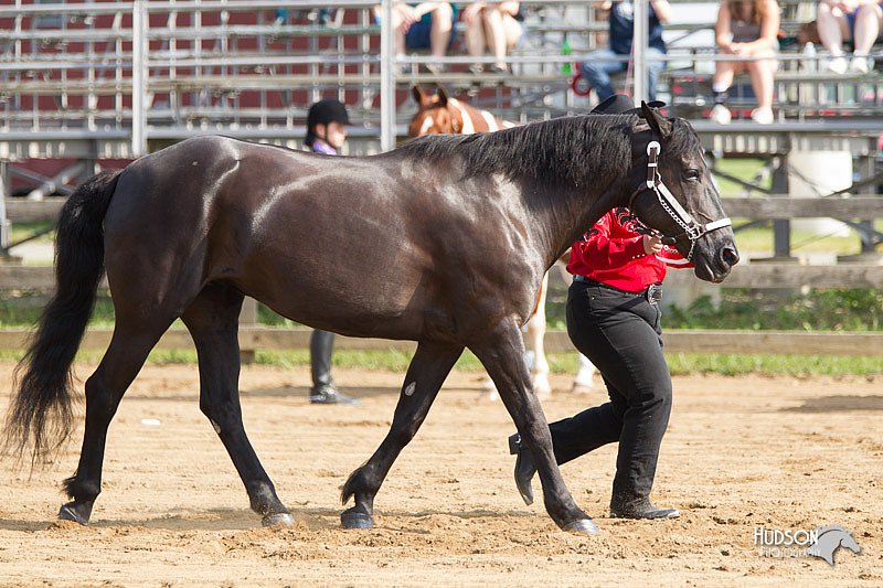 4H-Fun-Show-11_0044.jpg