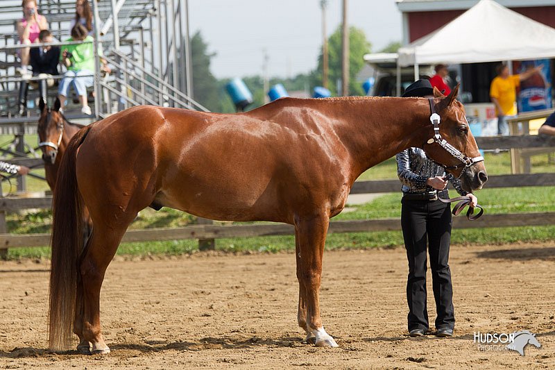 4H-Fun-Show-11_0057.jpg