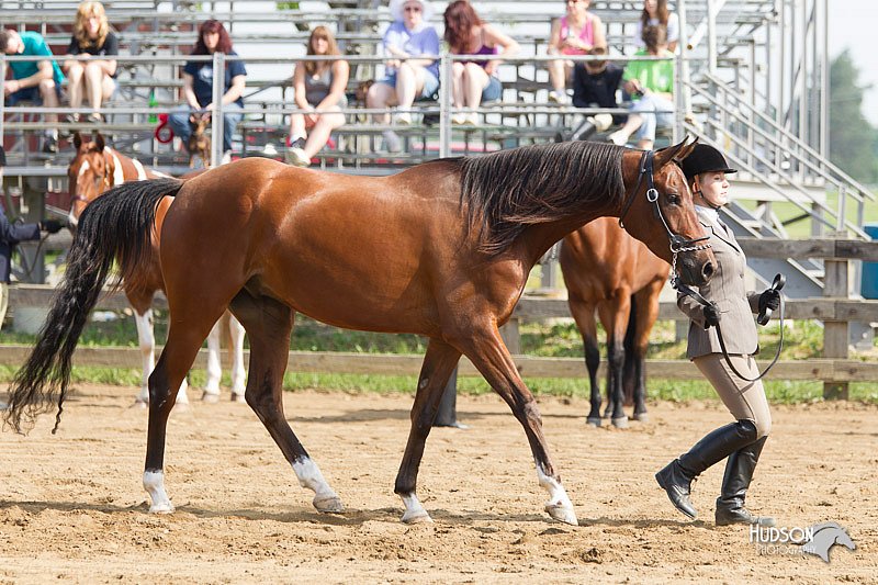 4H-Fun-Show-11_0072.jpg