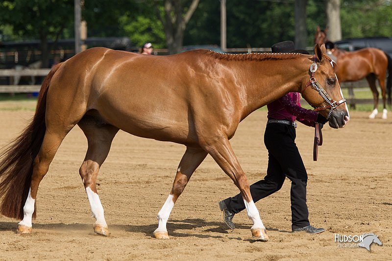 4H-Fun-Show-11_0076.jpg