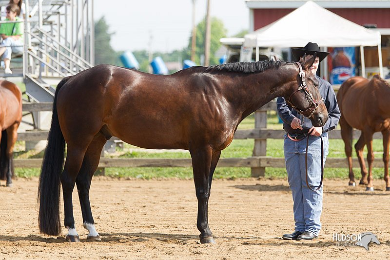 4H-Fun-Show-11_0083.jpg