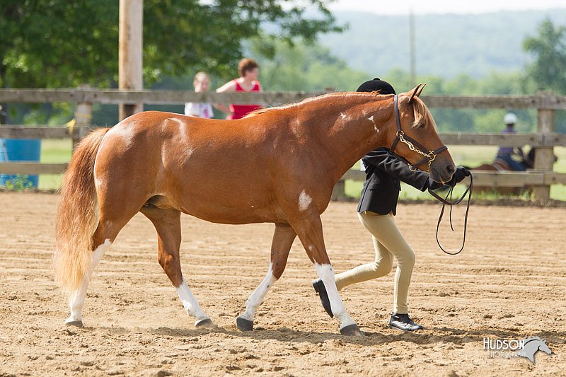 4H-Fun-Show-11_0142.jpg