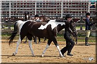 4H-Fun-Show-11_0062.jpg