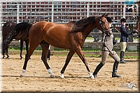 4H-Fun-Show-11_0071.jpg