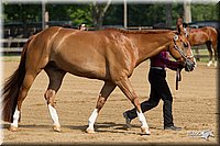 4H-Fun-Show-11_0076.jpg