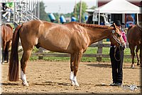 4H-Fun-Show-11_0078.jpg