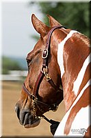 4H-Fun-Show-11_0098.jpg