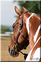 4H-Fun-Show-11_0099.jpg