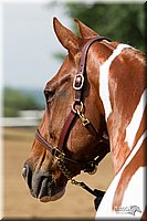 4H-Fun-Show-11_0100.jpg