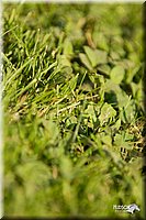 4H-Fun-Show-11_1418.jpg